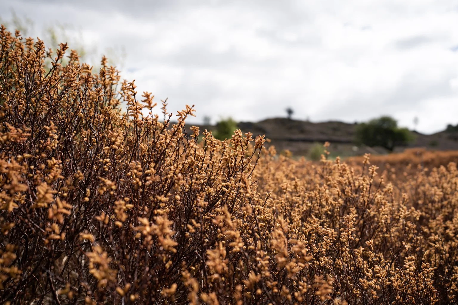 Cragg_Farm_Lo_Res_Landscape_8.jpg