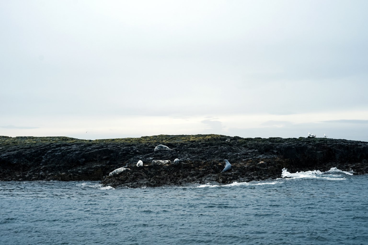 Farne Island Seals