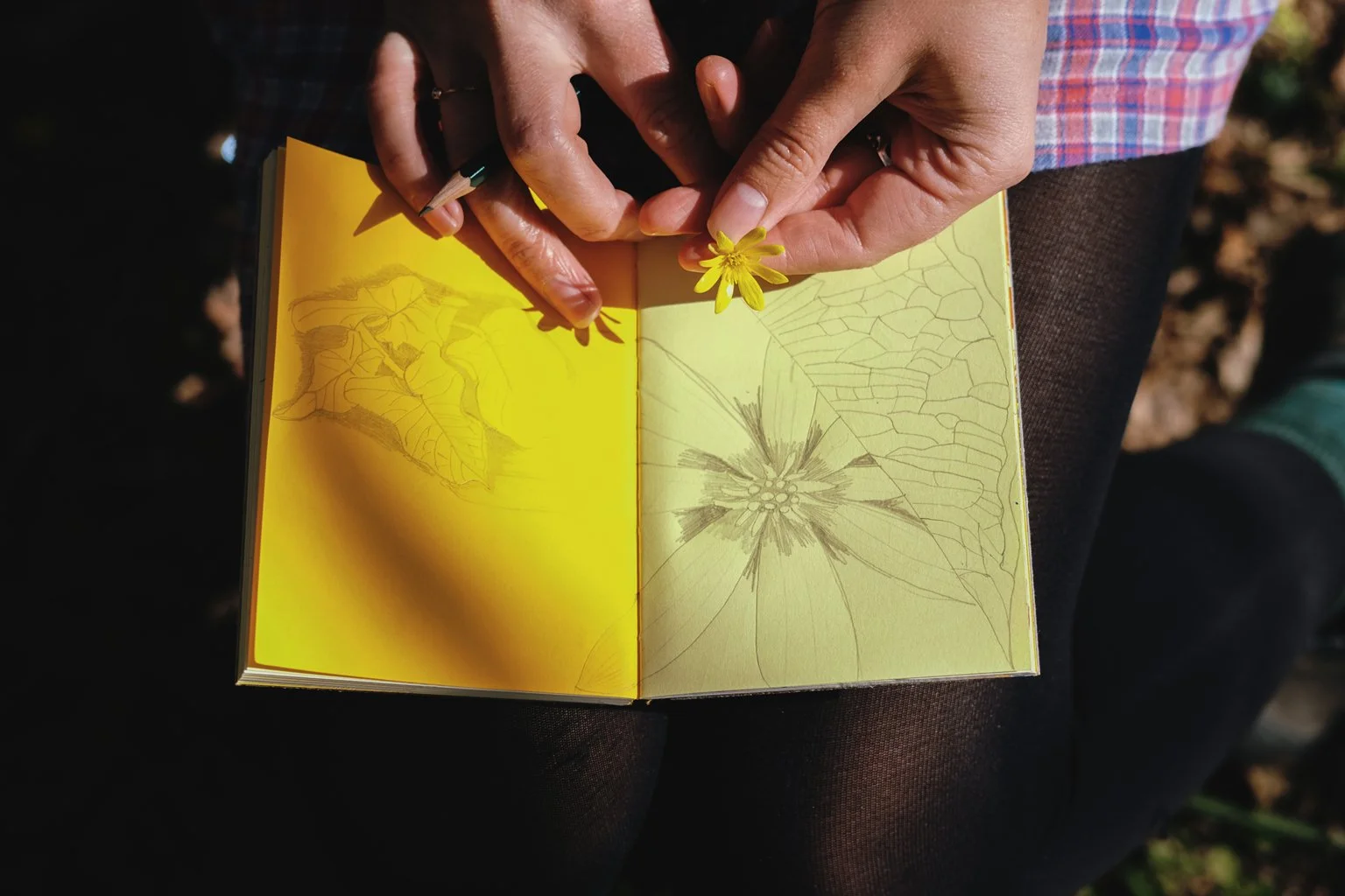 drawn_to_nature_11.jpg