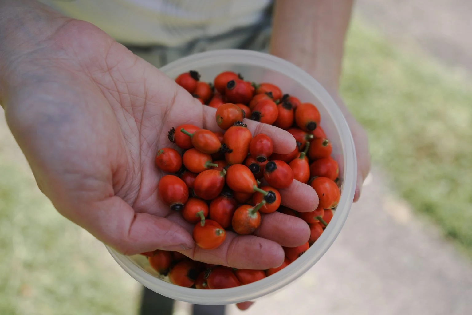 rosehip_syrup_3.jpg