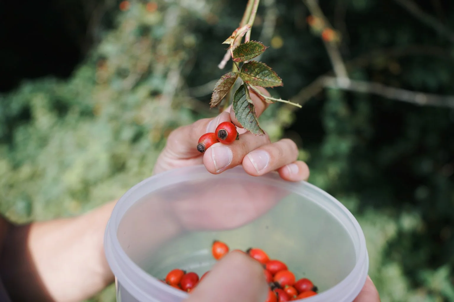 rosehip_syrup_1.jpg