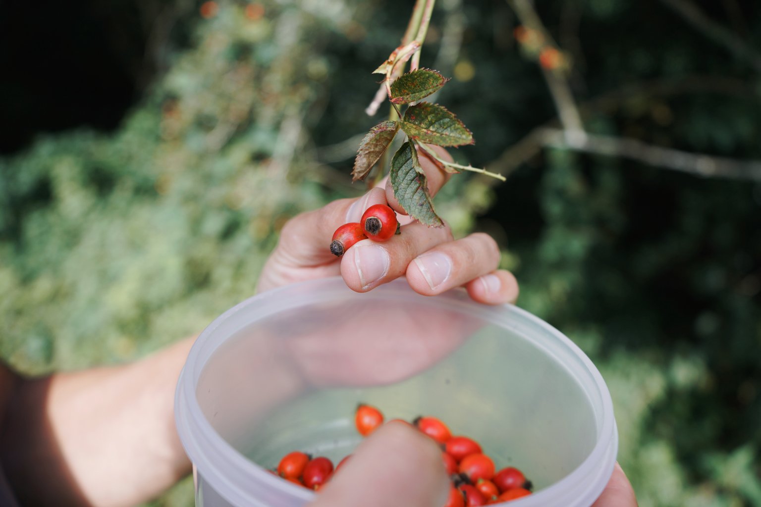 Late Summer Harvest and Rose Hip Syrup