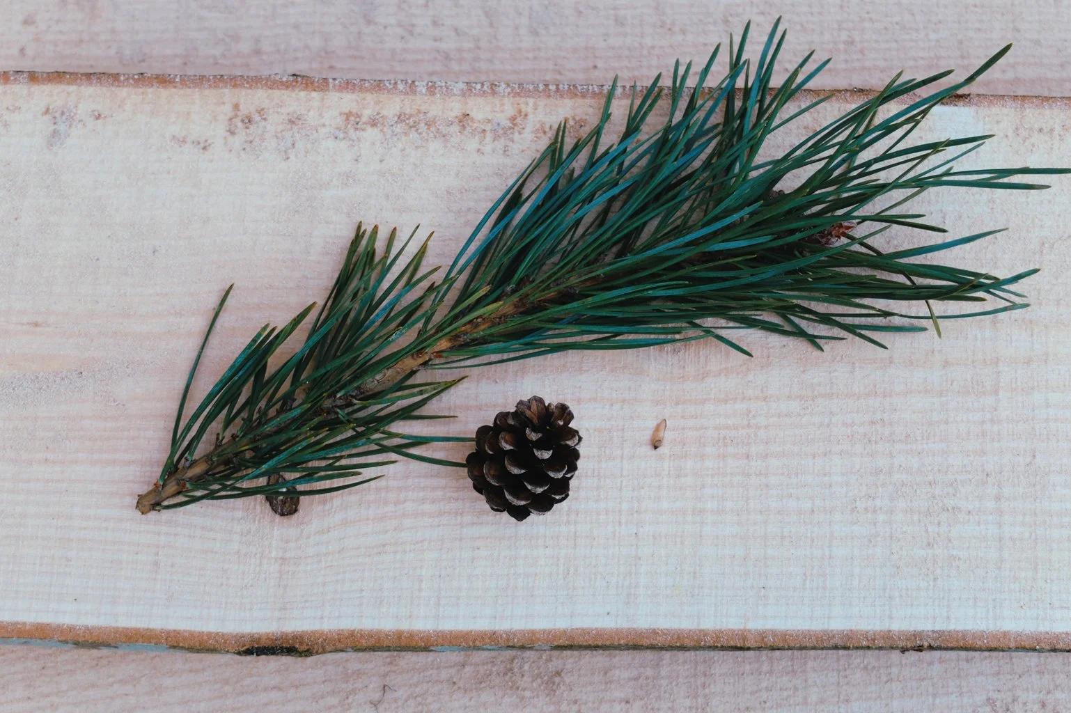crackling_pines_2.jpg
