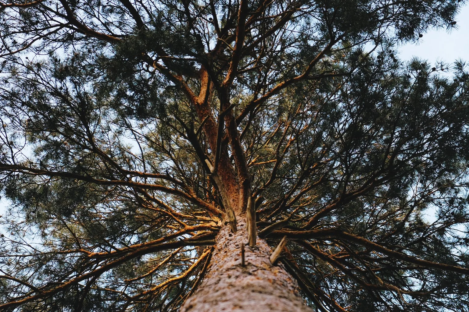Listen to Nature!