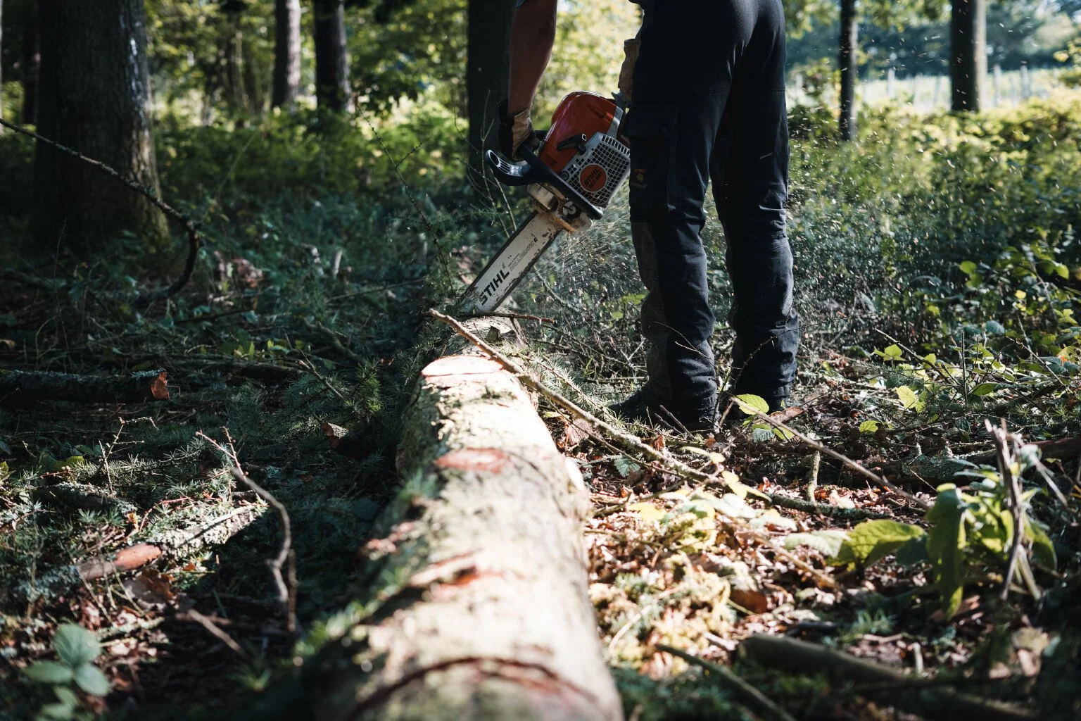  Cutting larch to length, ready to be collected and milled 