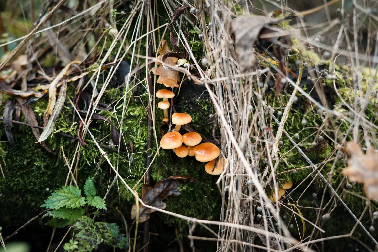 Velvet Shank (Flammulina Velutipes)