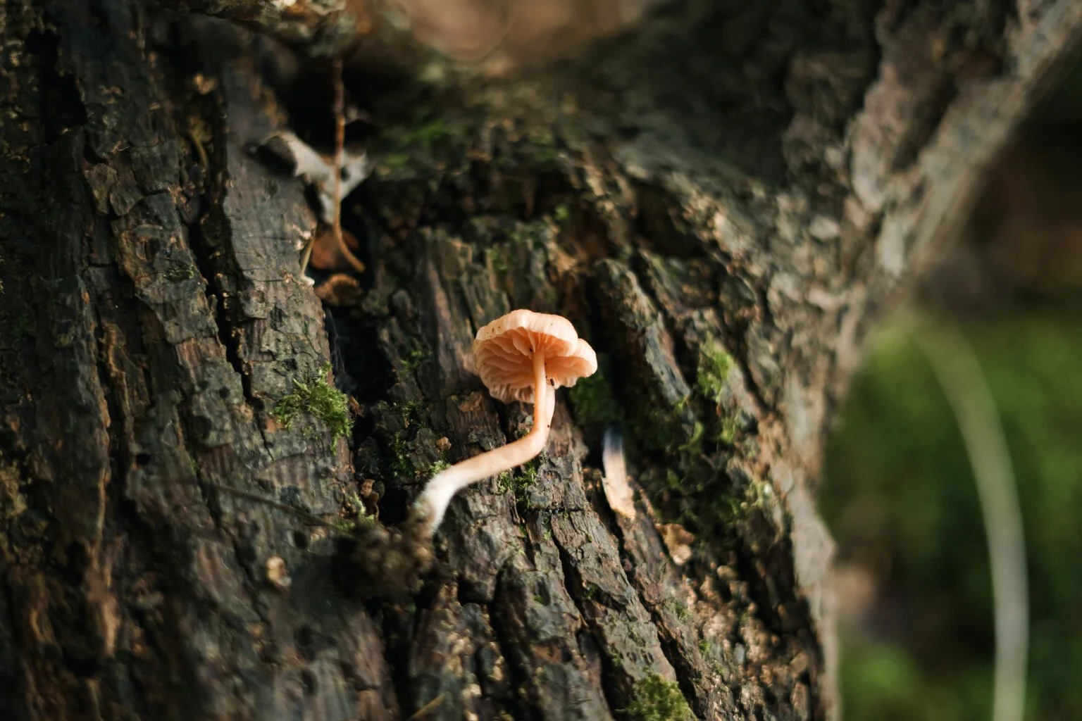 The Deceiver (Laccaria lactata)