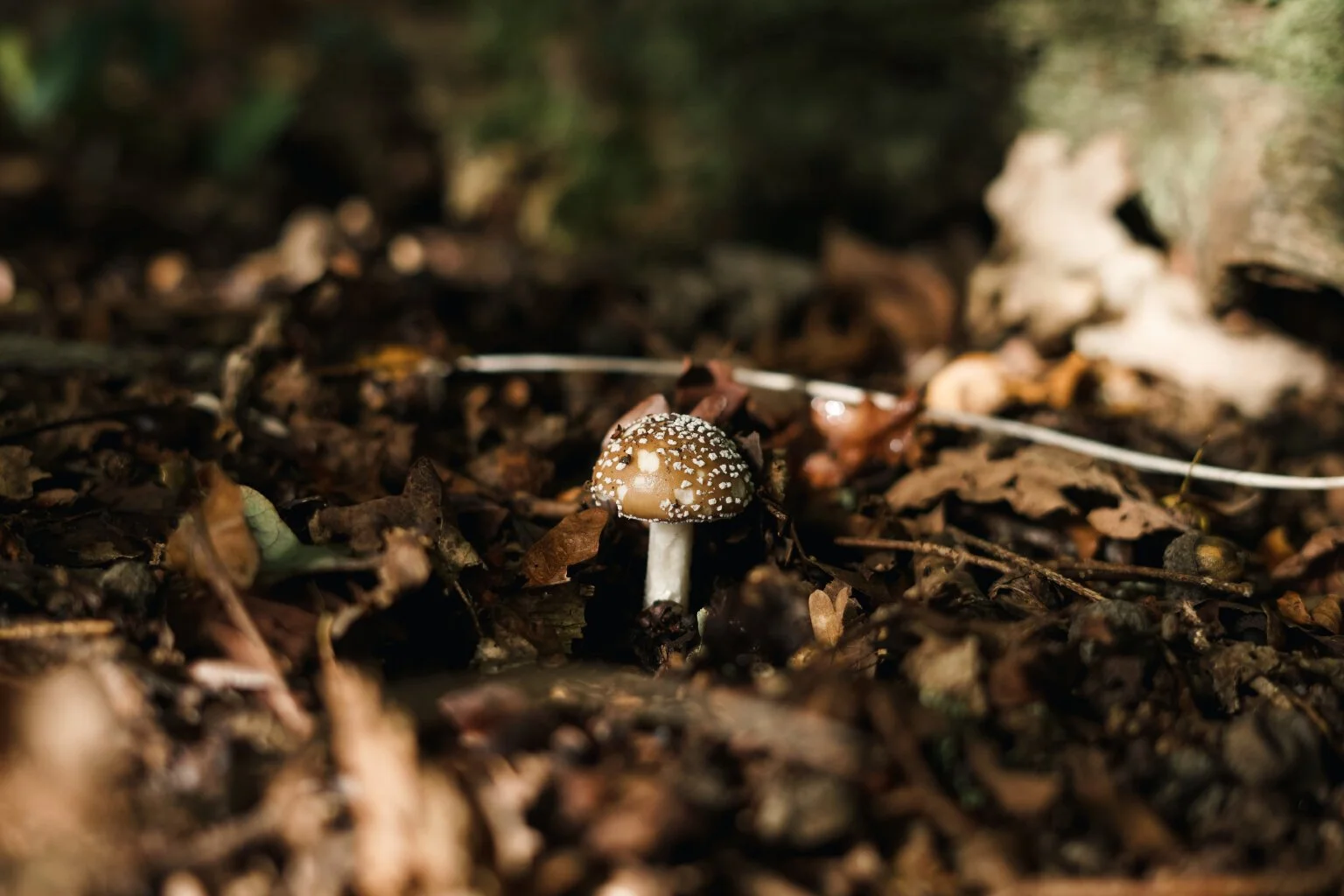 Panther Cap (Amanita pantherina)