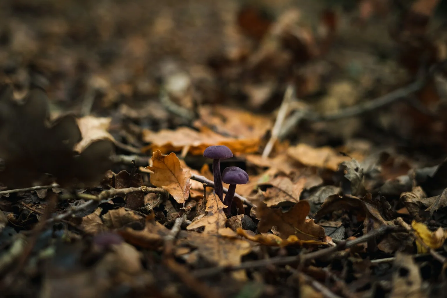 Amethyst Deceiver (Laccaria amethystina)