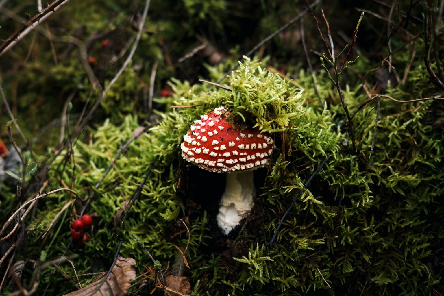 Fly Agaric (Amanita muscaria)