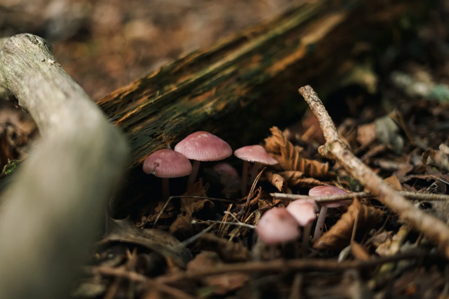 Lilac Bonnets (Mycena pura)