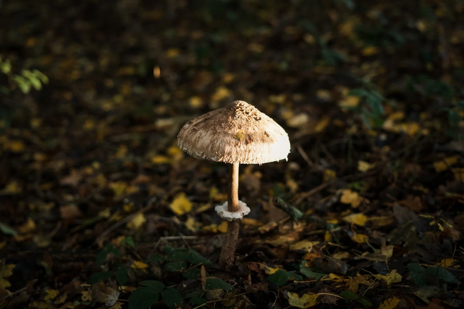 Shaggy Parasol (Macrolepiota rhacodes)