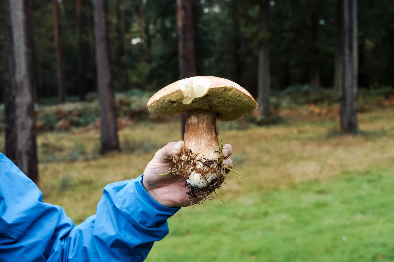 Cep (Boletus edulis)