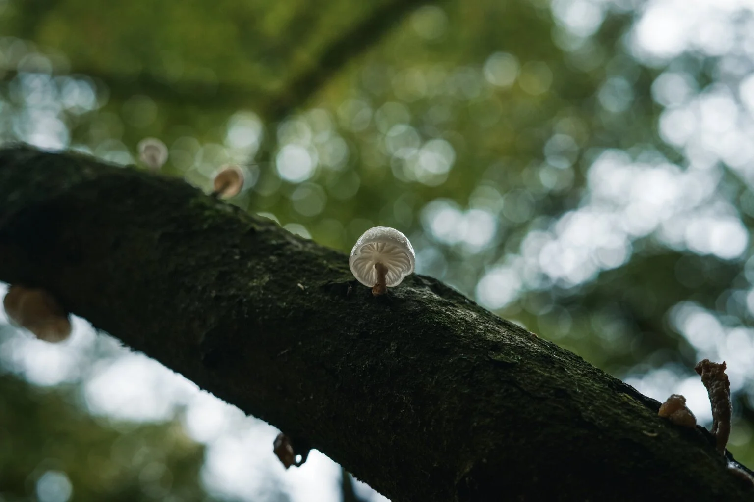 Porcelain fungus (Oudemansiella mucida)