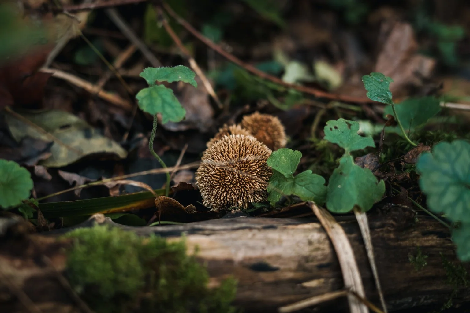 Spiny Puffball (Lycoperdon echinatum)