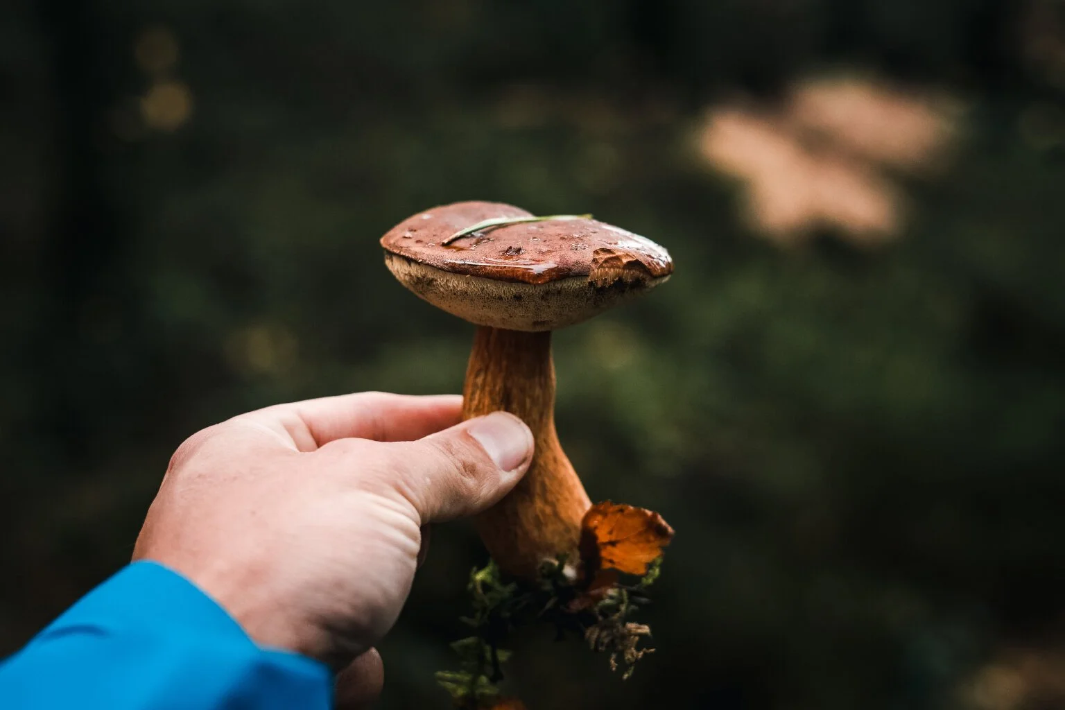 Bay Boletus (Boletus badius)
