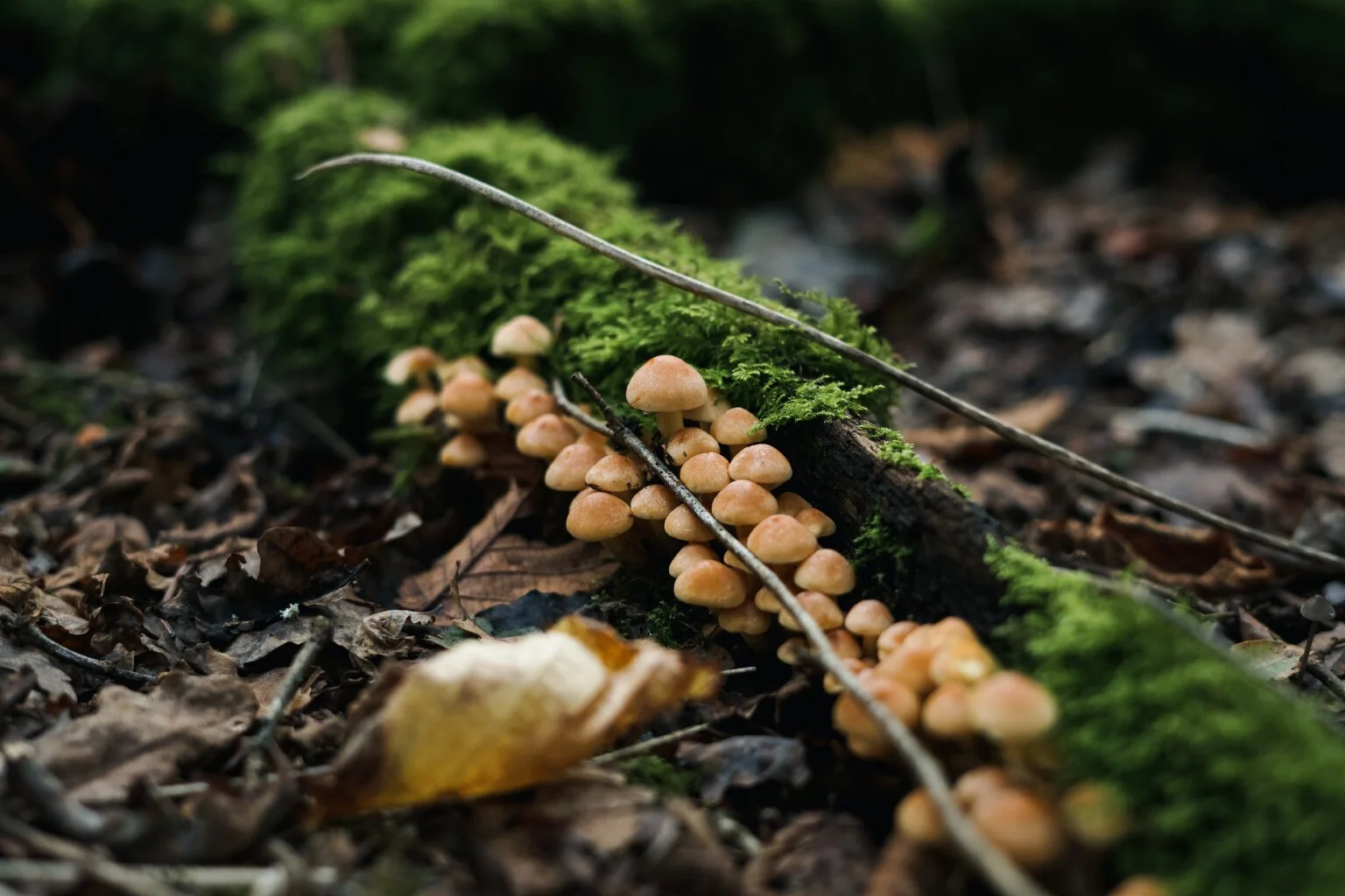 Sulphur Tuft (Hypholoma fasciculare)