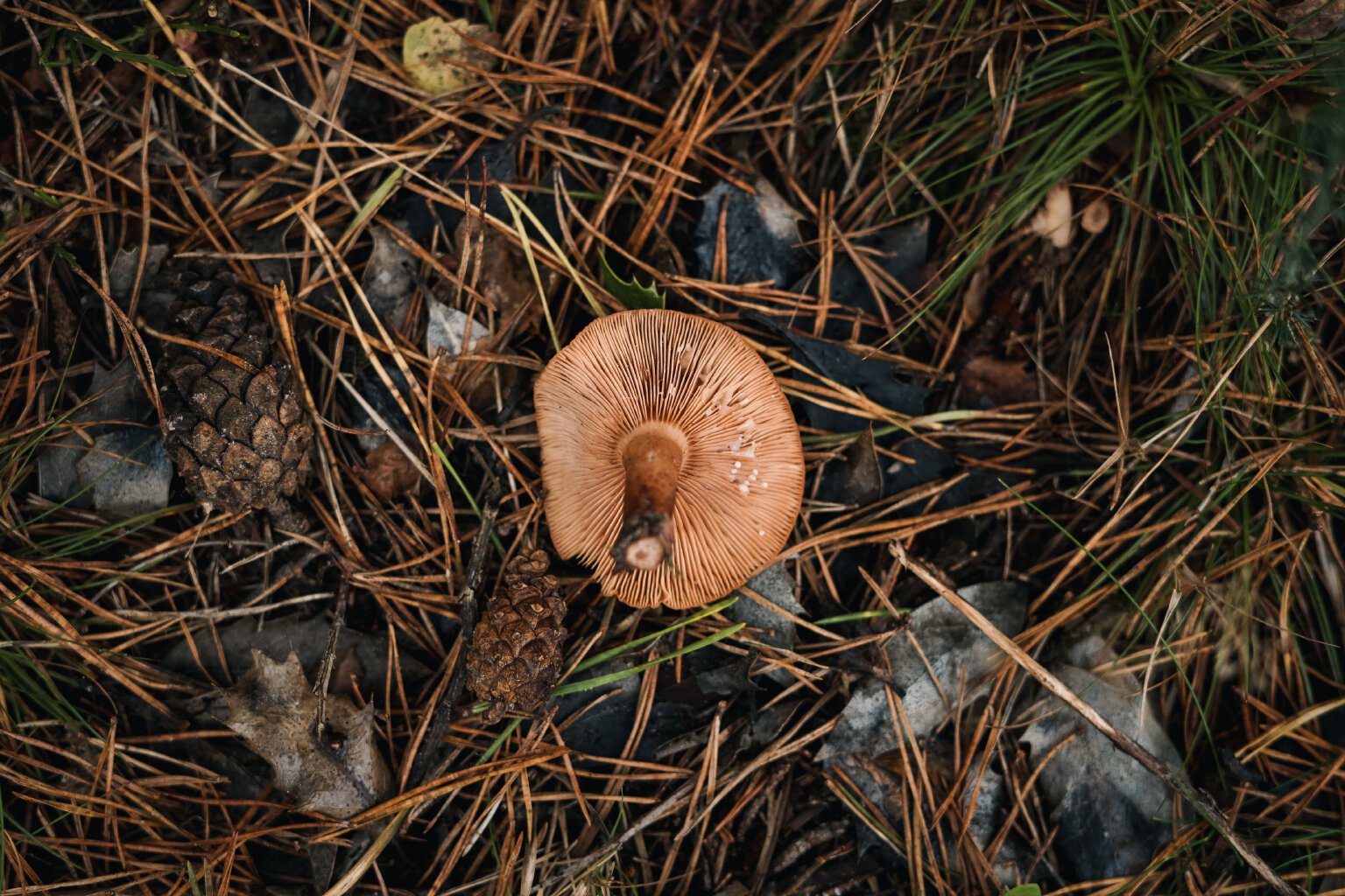 One of the many milkcaps!