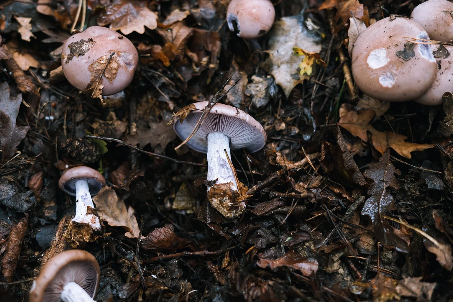 Wood Blewits (Lepista nuda)