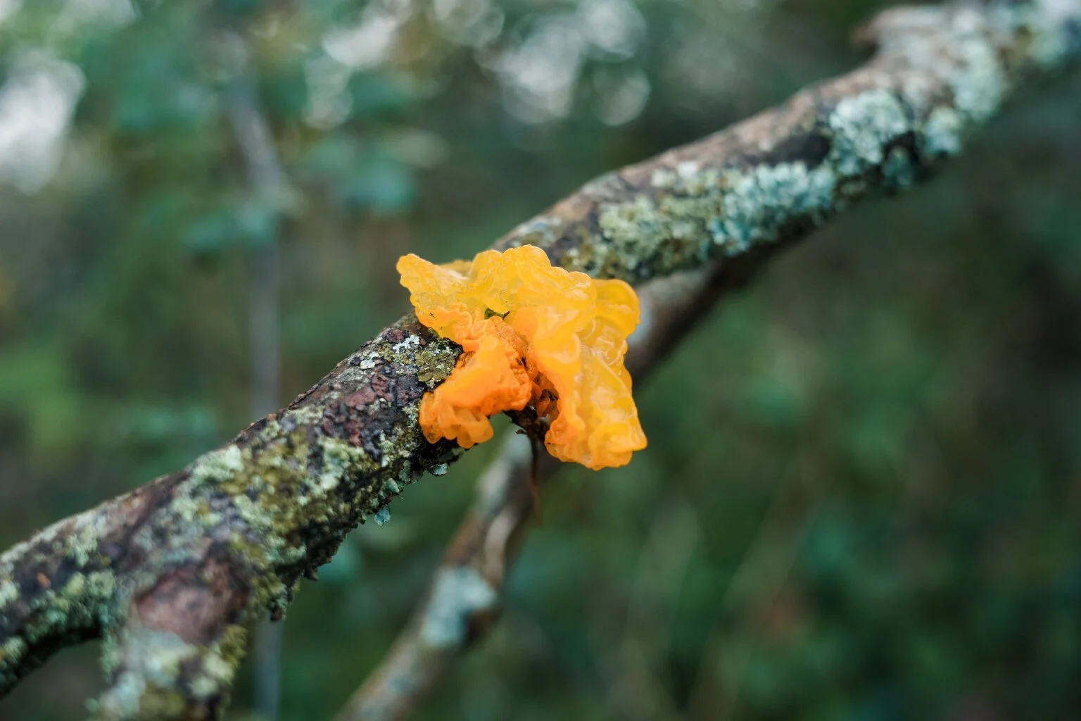 Yellow Brain (Tremella mesenterica)