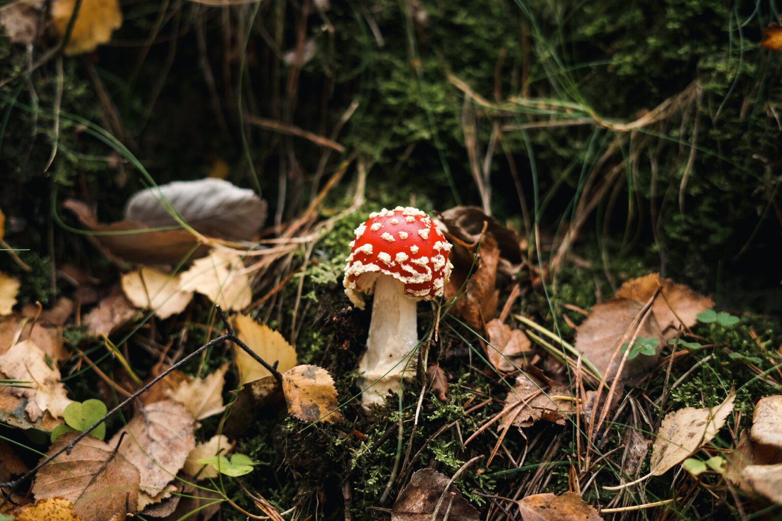 Fly Agaric (Amanita muscaria)