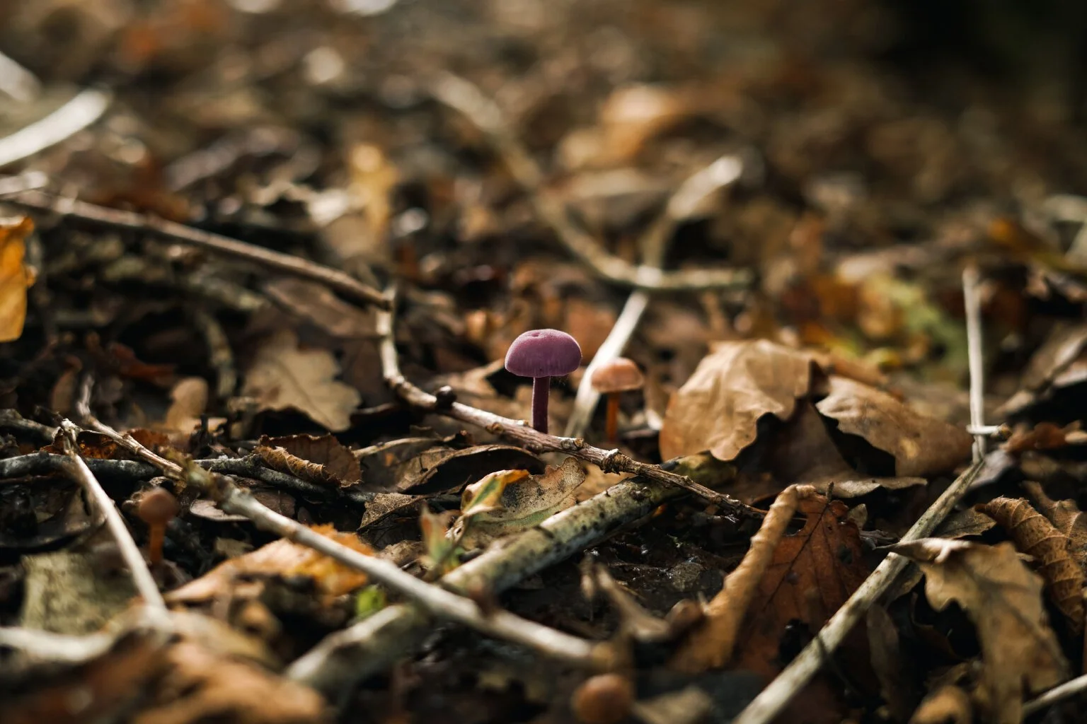 Amethyst Deceiver (Laccaria amethystina)