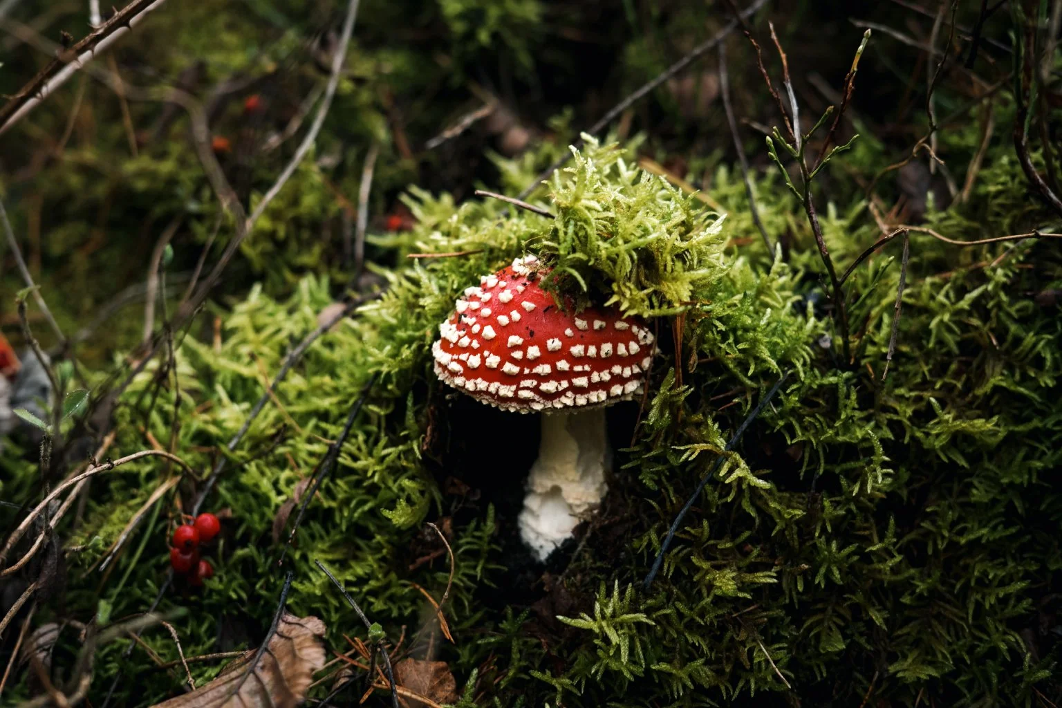 The Magical Mushroom Kingdom