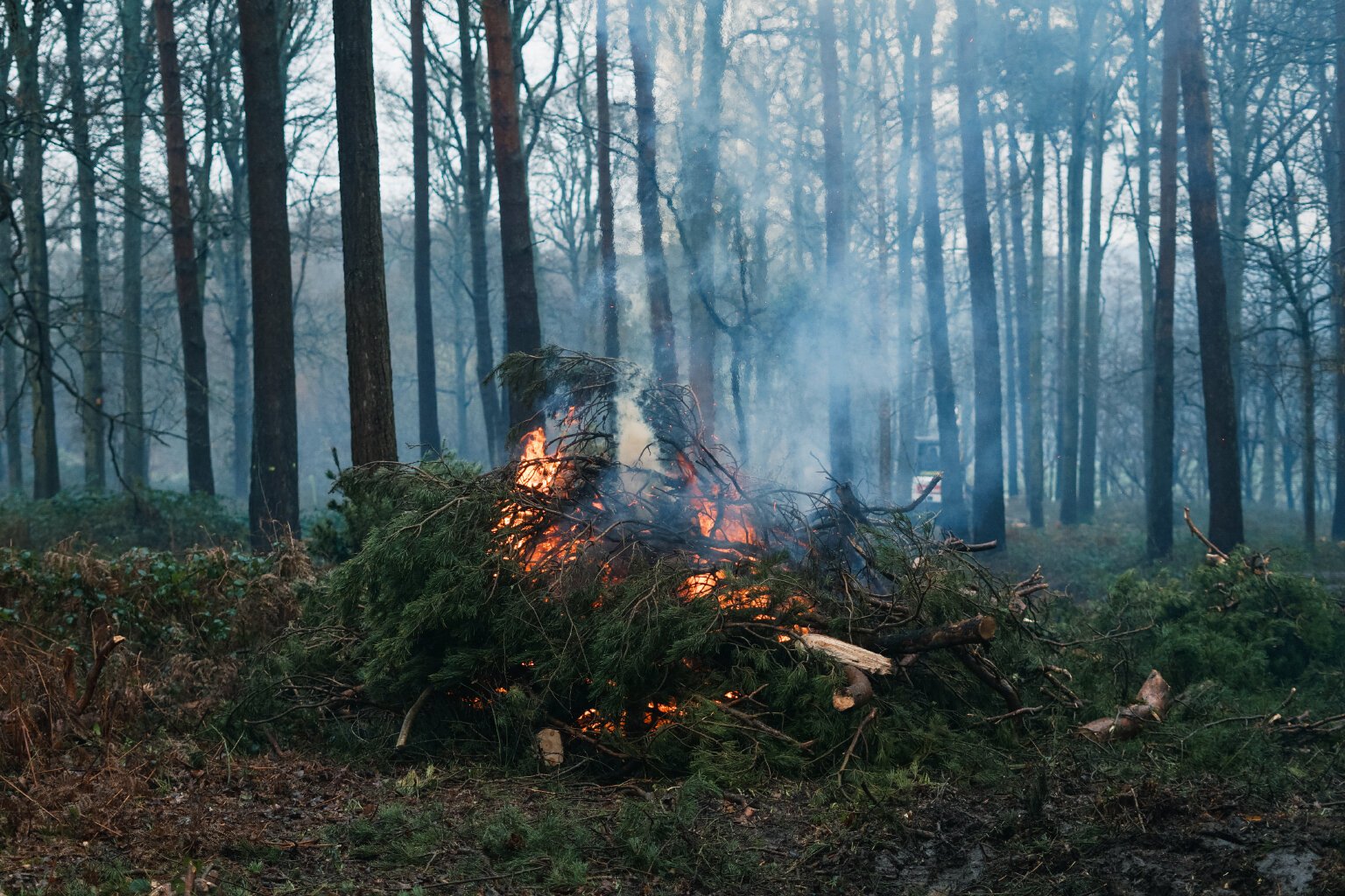 scots_pines_wild_sussex_19.jpg
