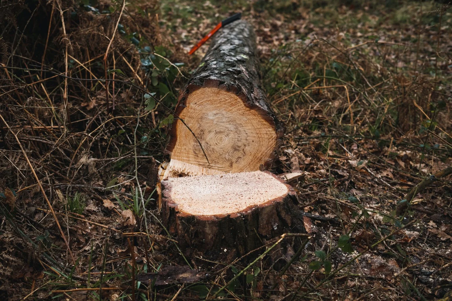 scots_pines_wild_sussex_1.jpg