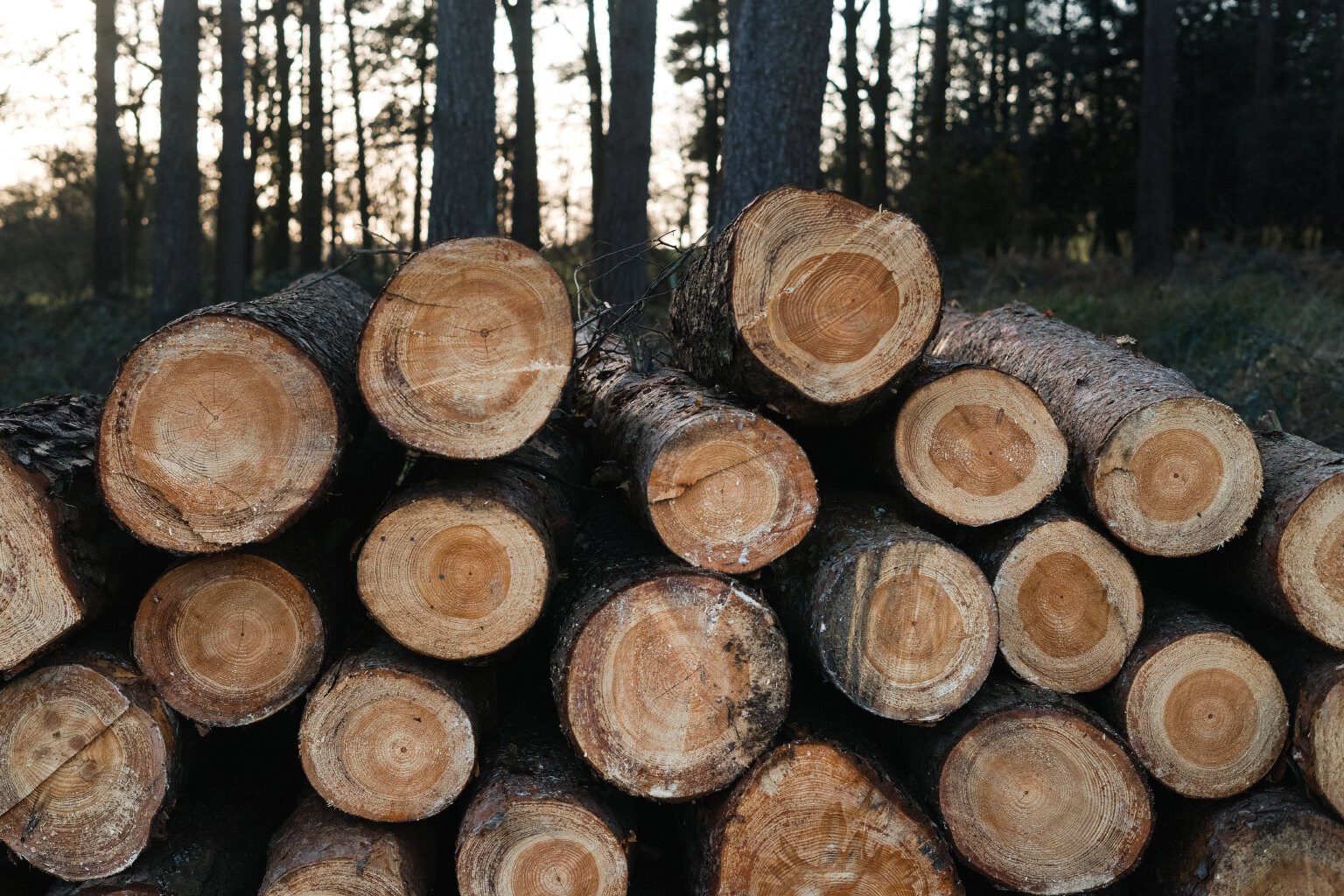  The larger trees will be sawn into boards and cladding and the smaller ones are being made into Swedish torches or log candles.  