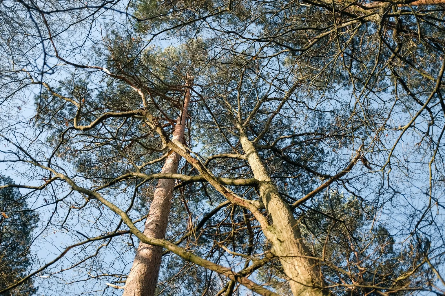  Scots pine and oak tangled together. 