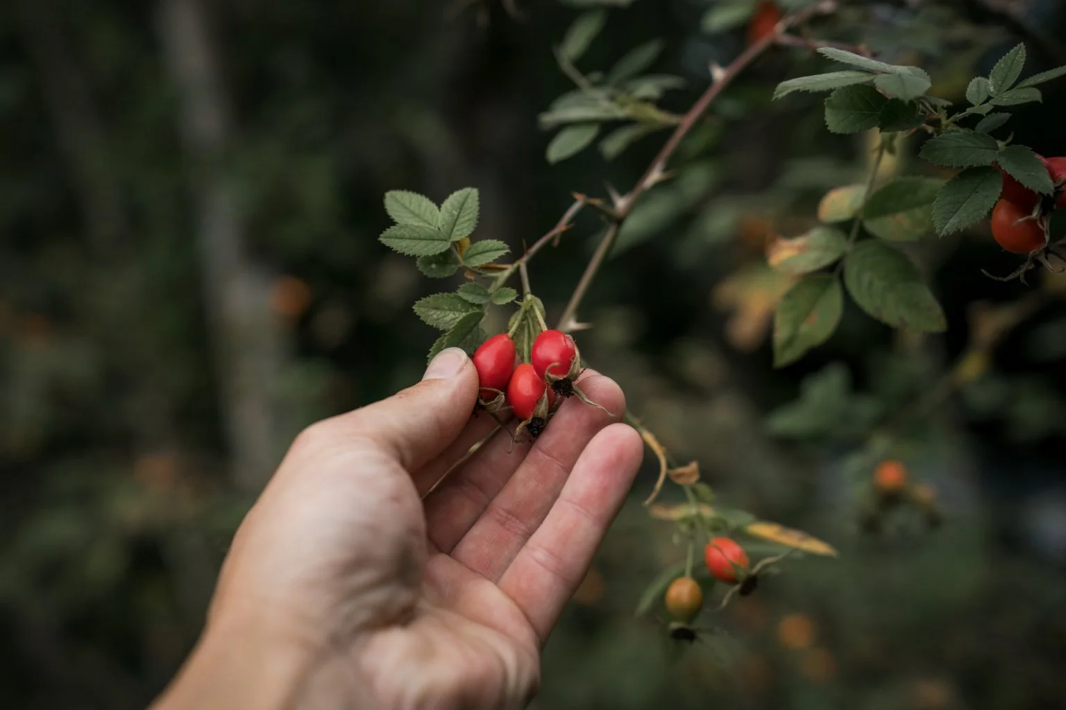 Autumn Foraging Guide
