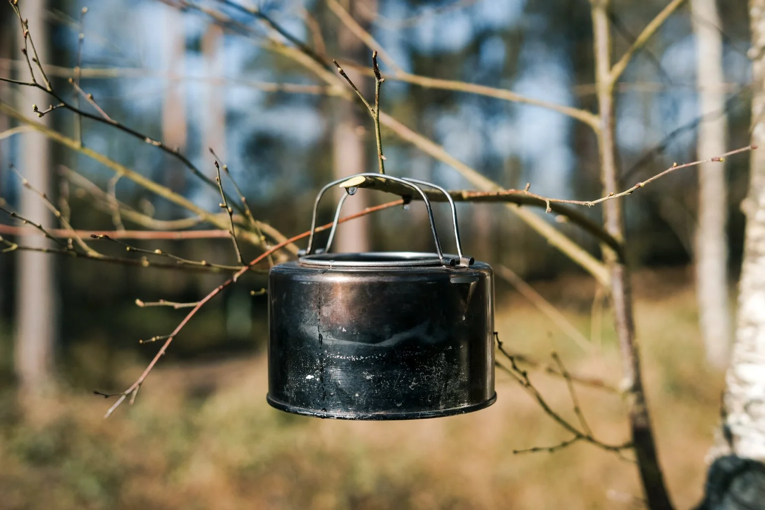 Birch_Sap_2020.jpg