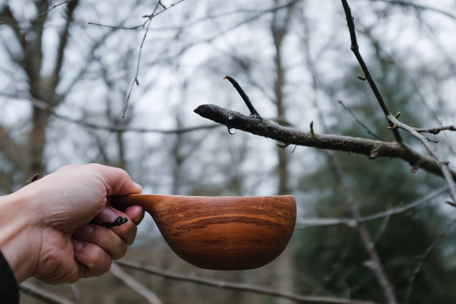 Birch_Sap_Collecting_2020_9.jpg