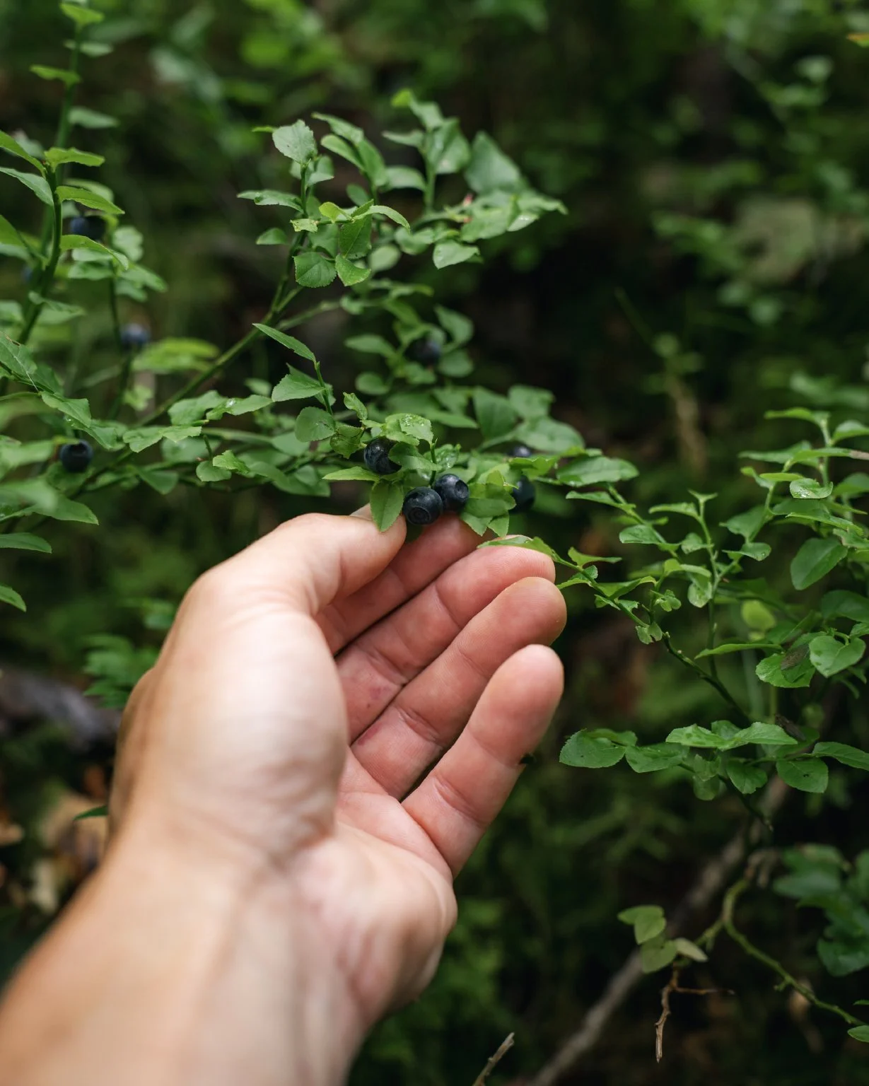 Bilberries_Vivo_6.jpg