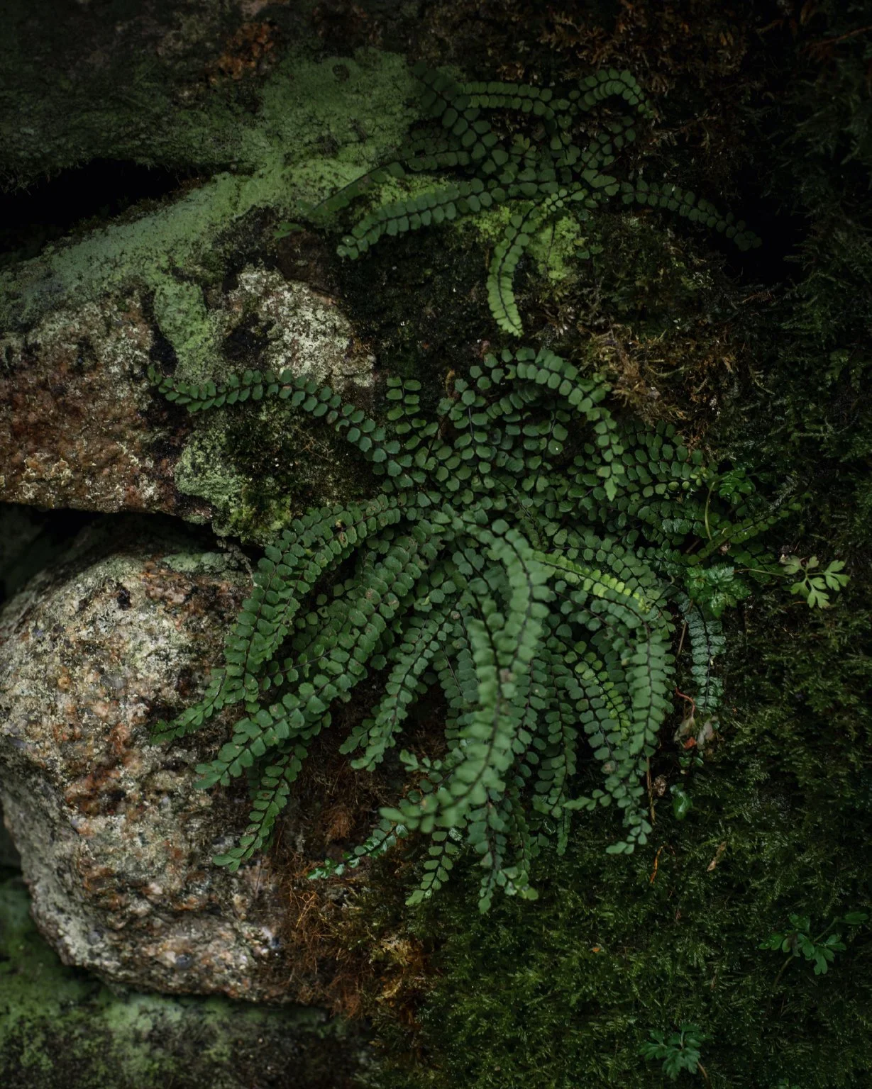 Details_4.jpg