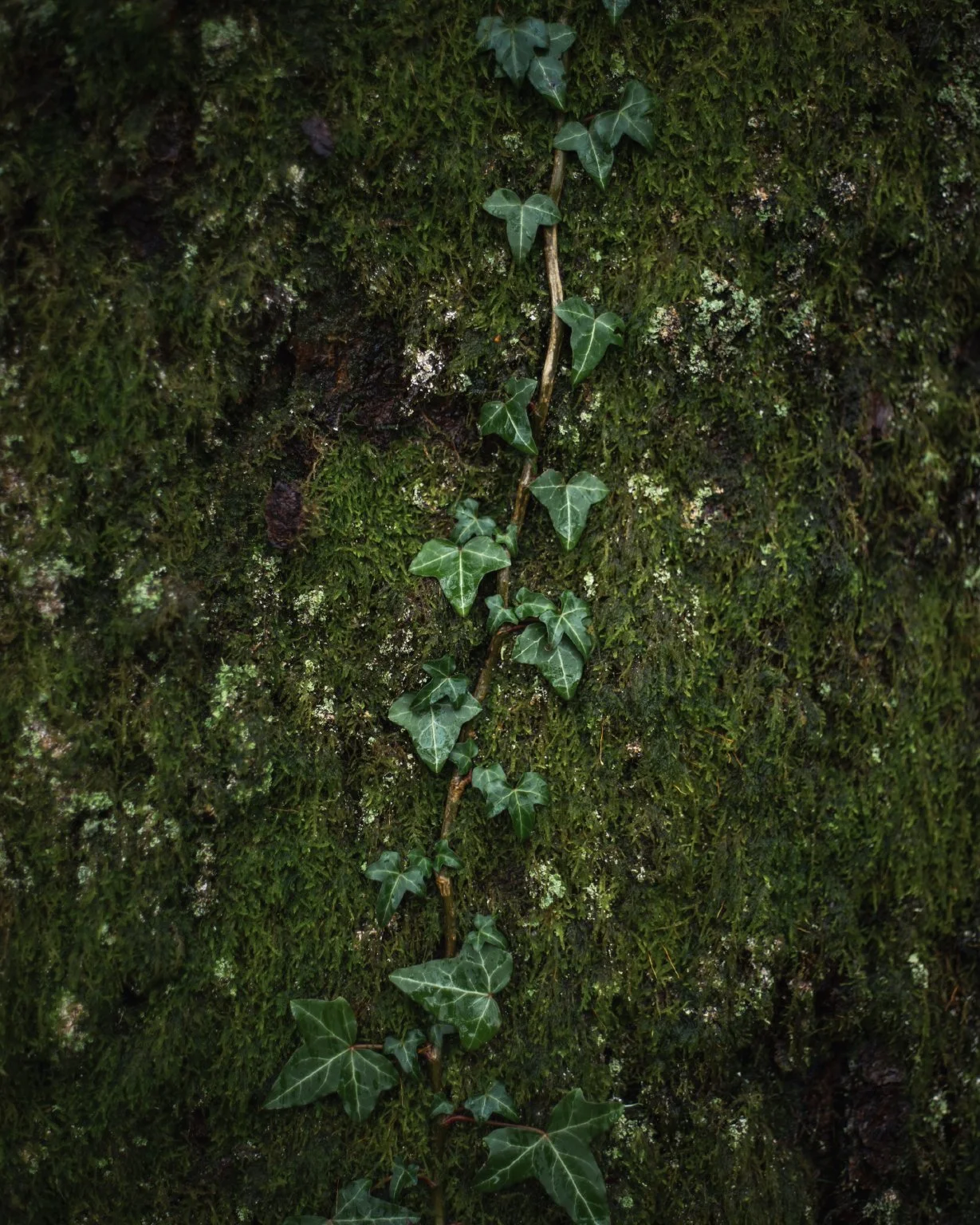 Details_2.jpg