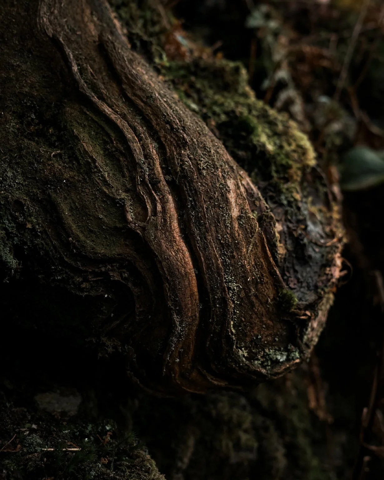 Carr_Howes_Details_3.jpg