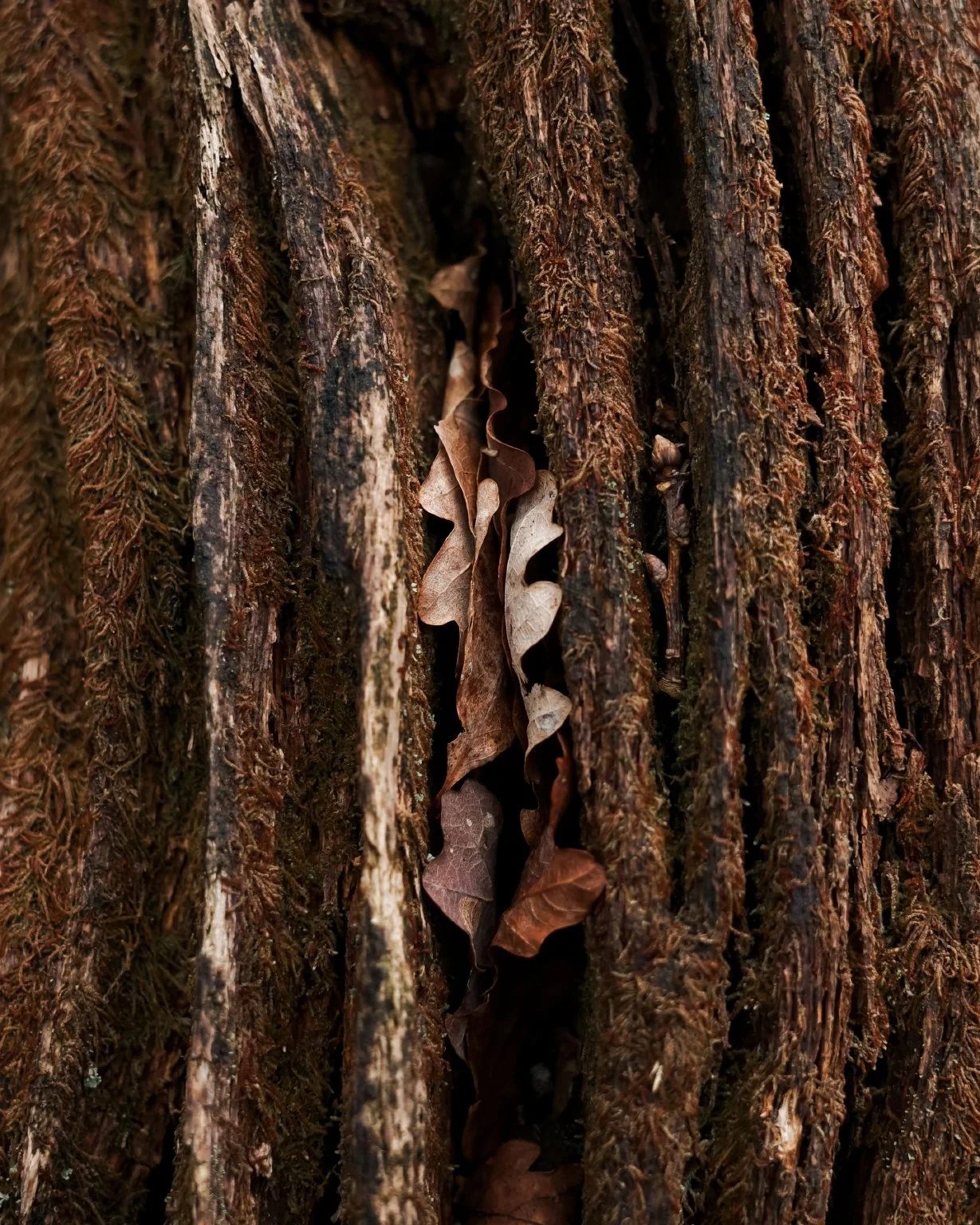 Carr_Howes_Details_5.jpg