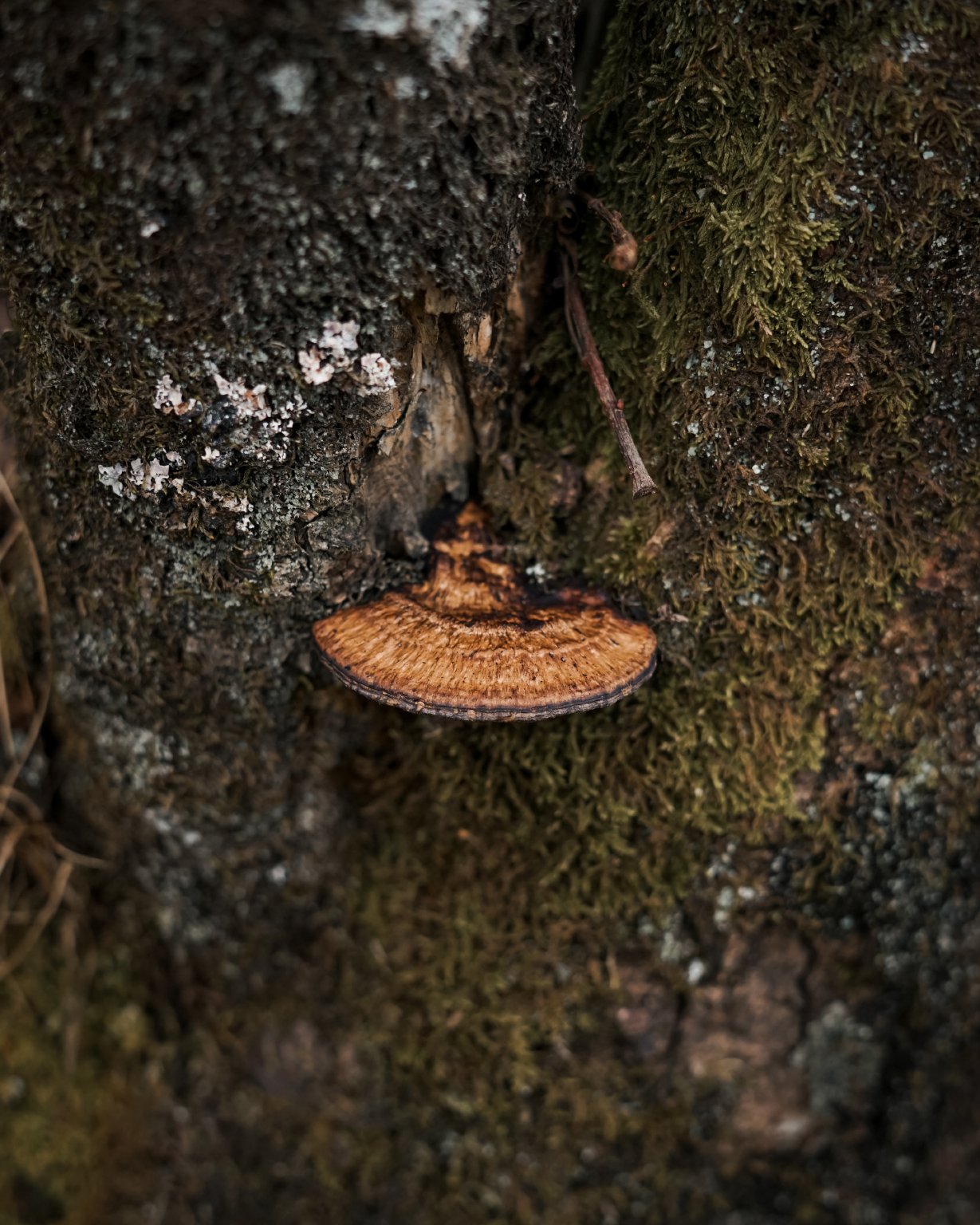 Carr_Howes_Details_4.jpg