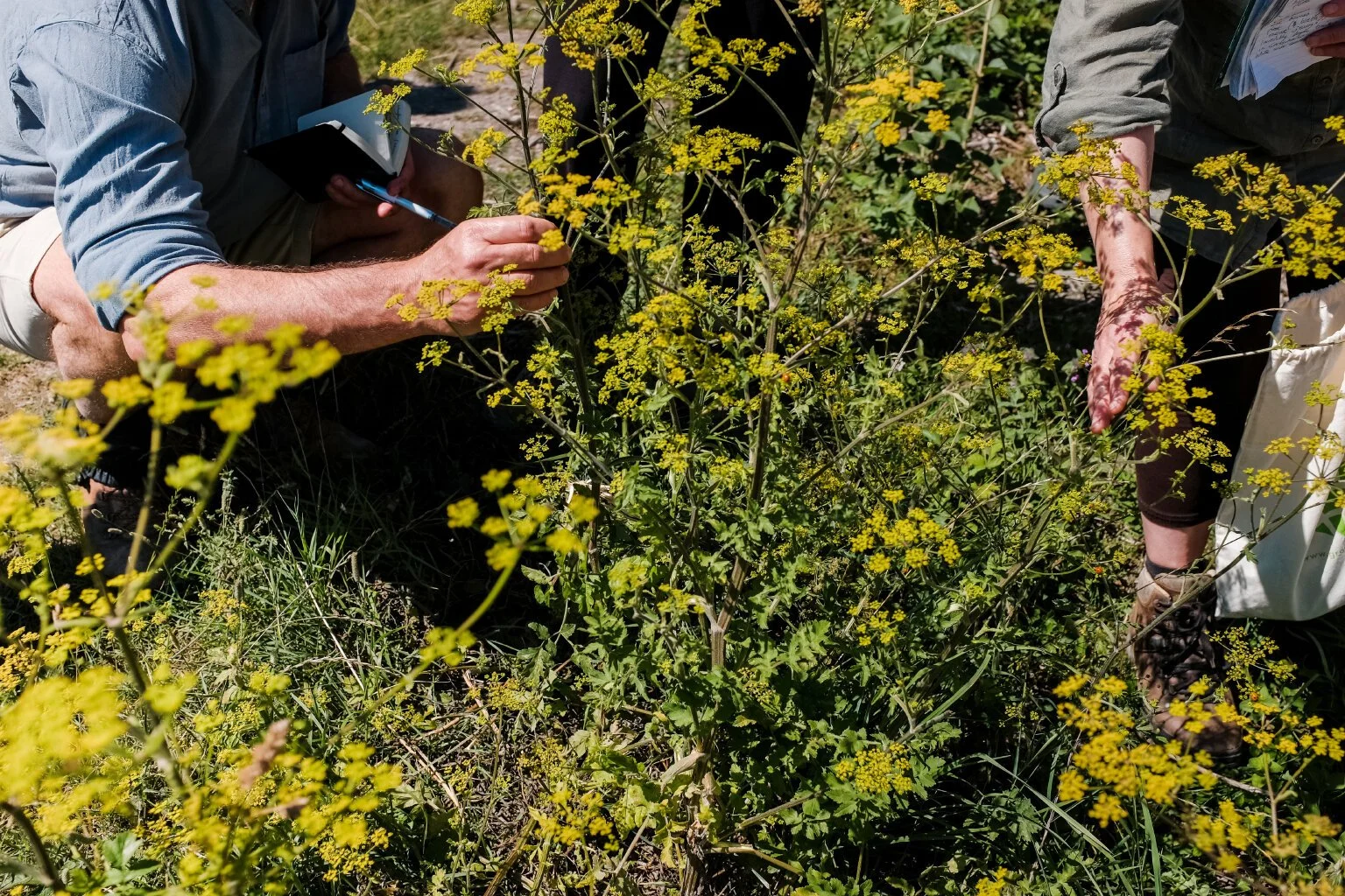 Ethnobotany_Emma_4.jpg
