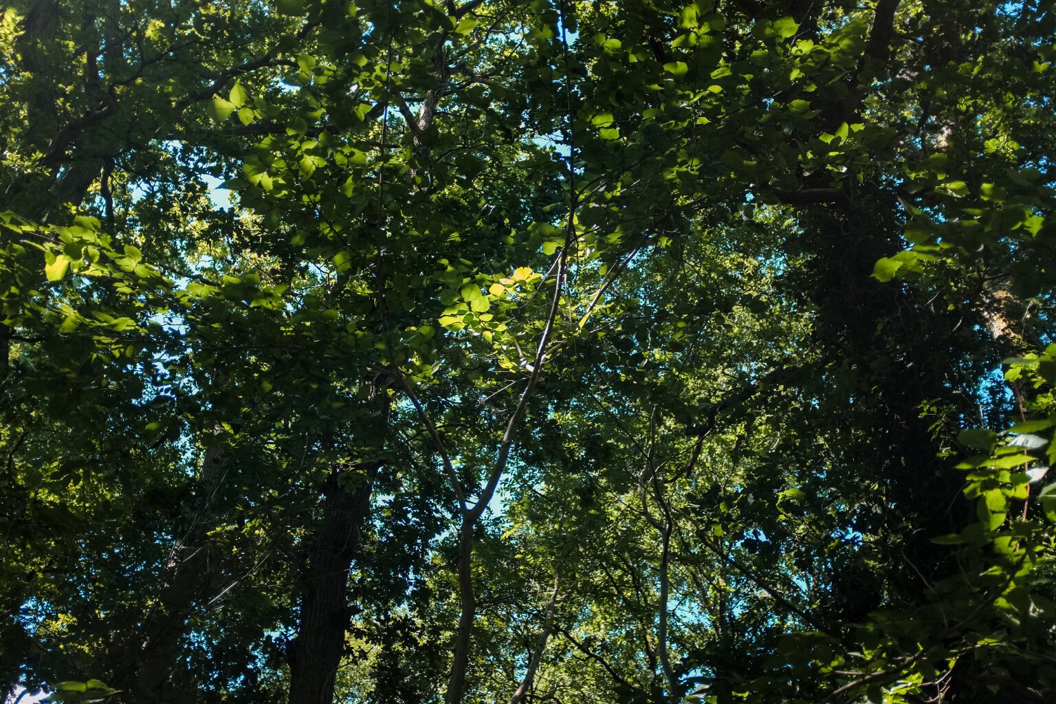 Ethnobotany_Emma_7.jpg