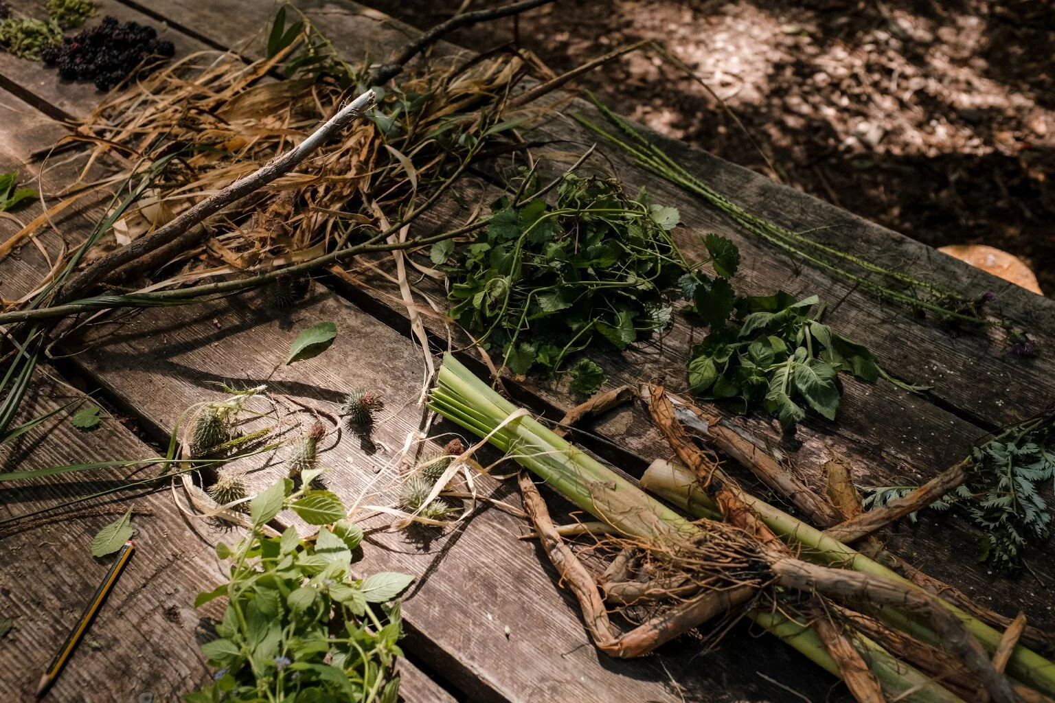 Ethnobotany_Emma_12.jpg