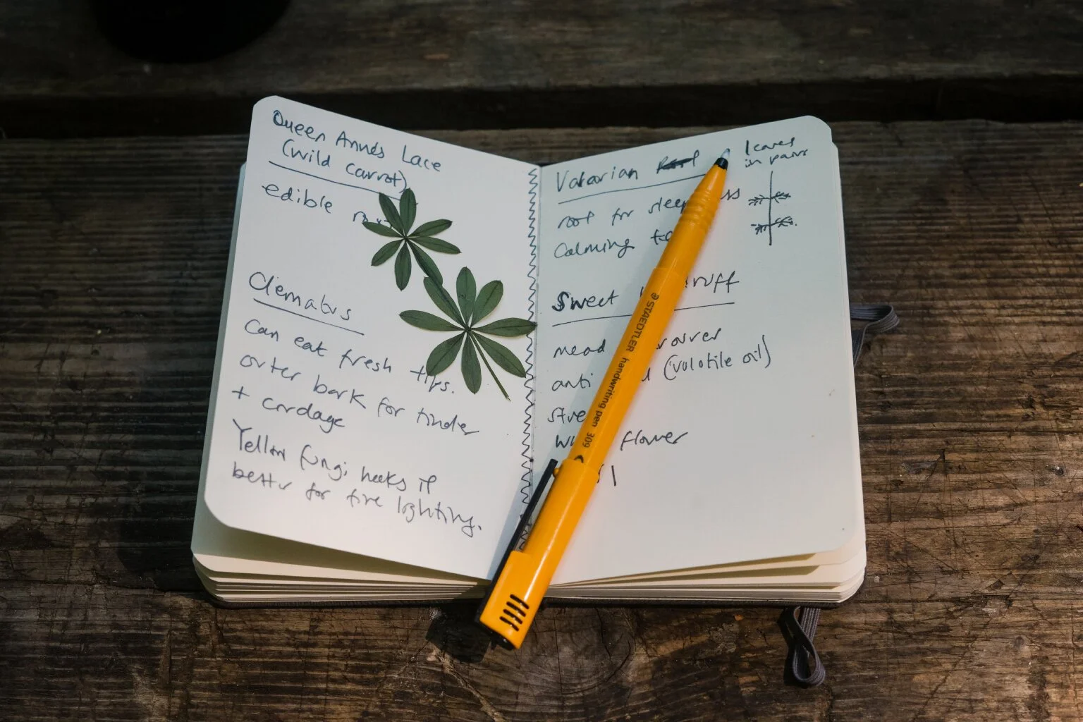 Ethnobotany with the Woodcraft School