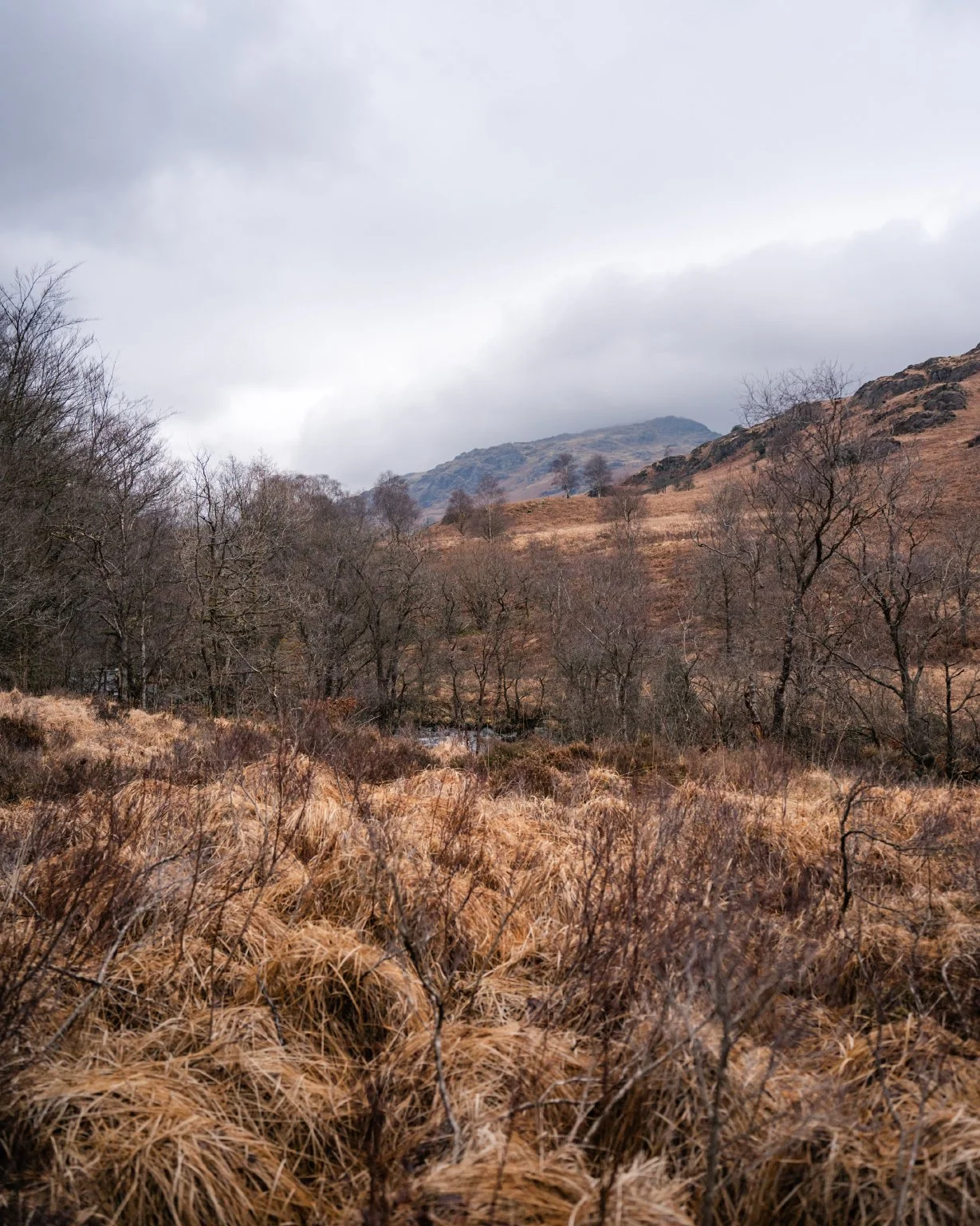 Valley_January_25.jpg