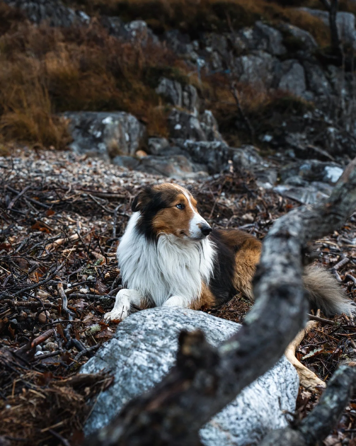 Loch_Shiel_25.jpg