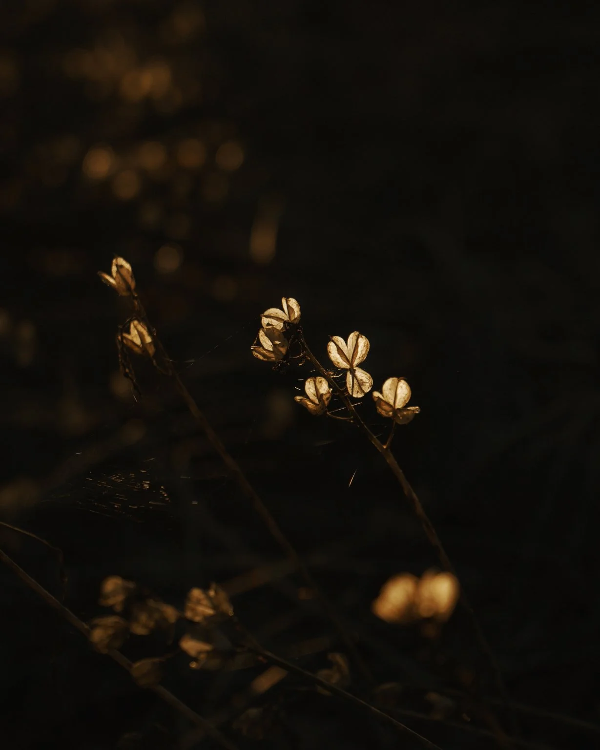 Bluebell_Seeds.jpg