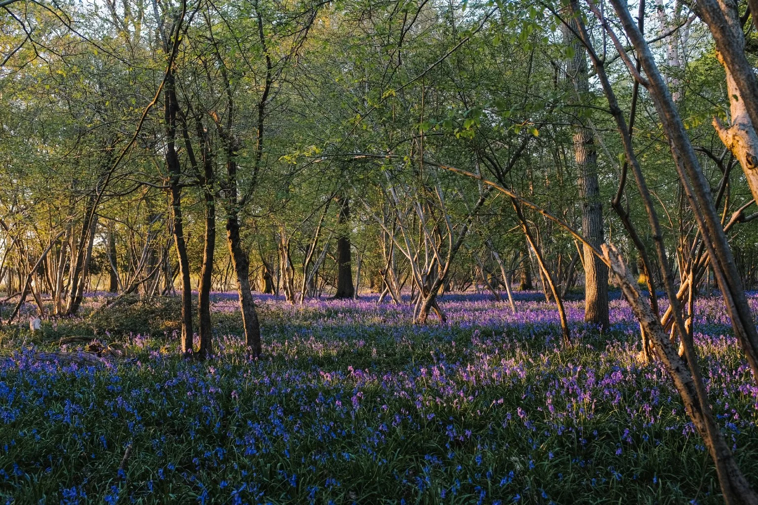Nature Connection - Noticing vs Knowledge
