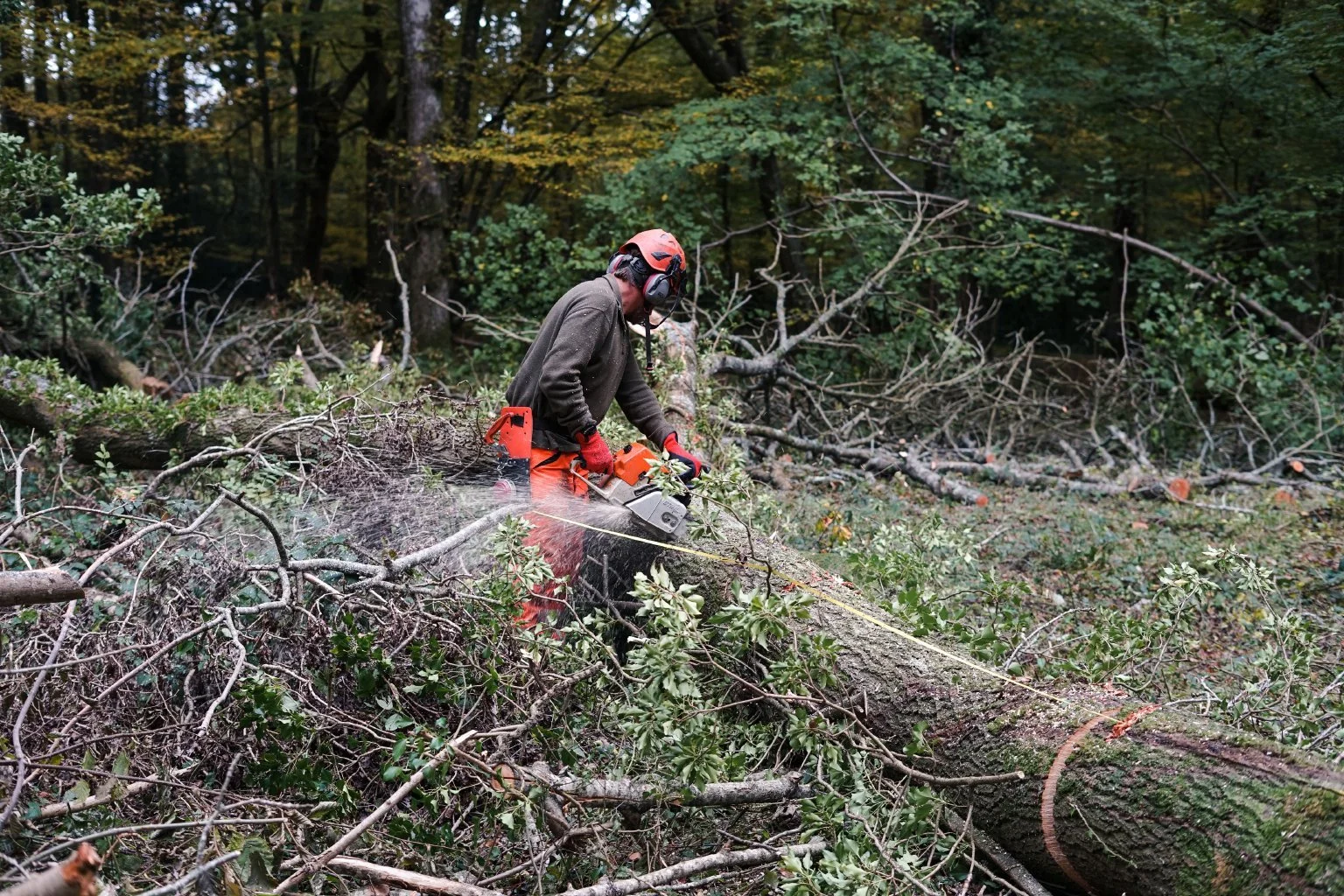 Dunsfold_Woodland_6.jpg