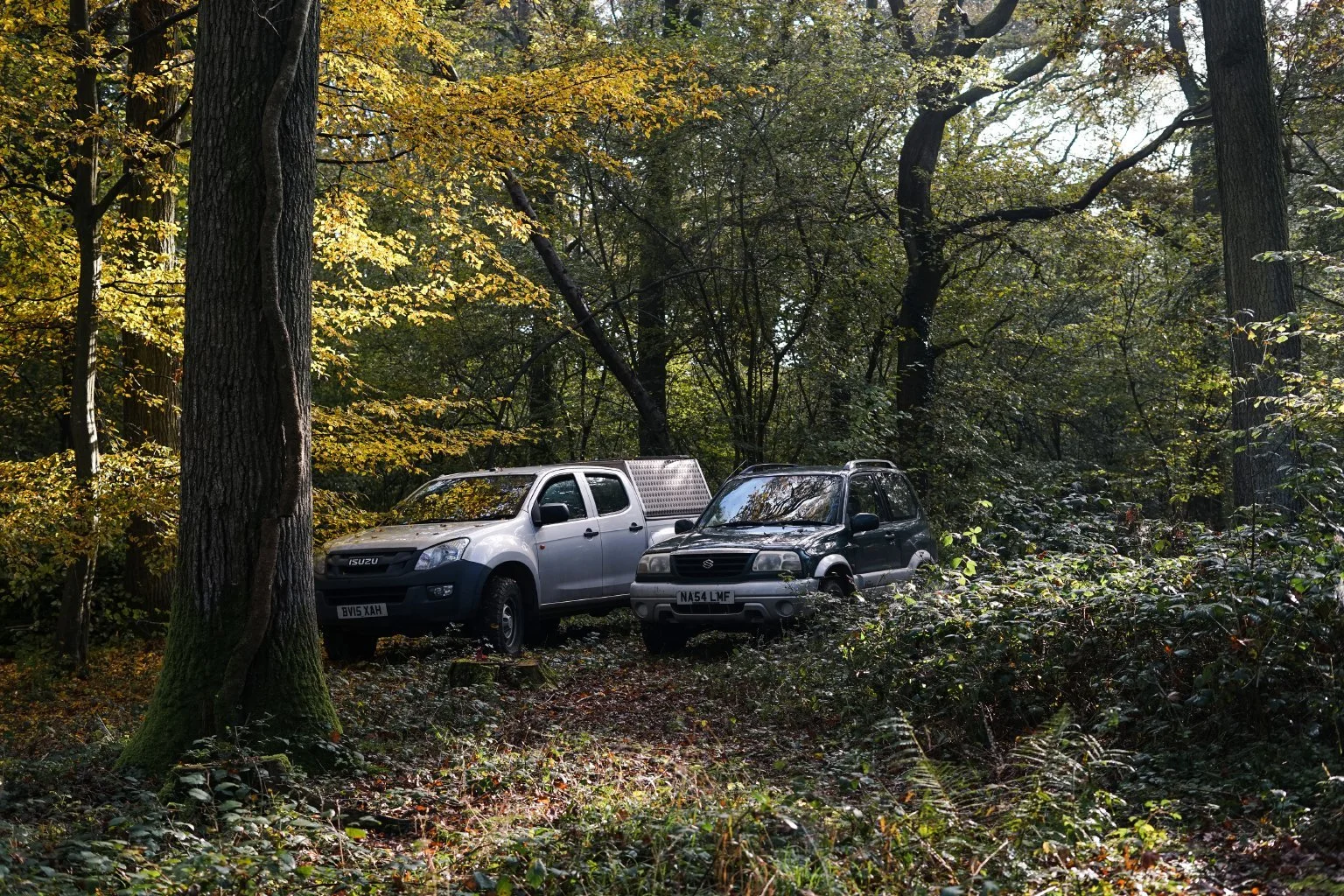 Dunsfold_Woodland_4.jpg